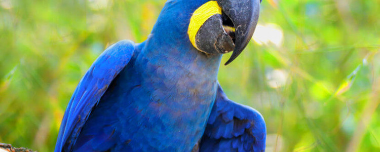 A-arara-azul-uma-ave-familia-dos-psitacideos-5c8a3e0c53ef2