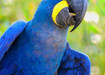 A-arara-azul-uma-ave-familia-dos-psitacideos-5c8a3e0c53ef2